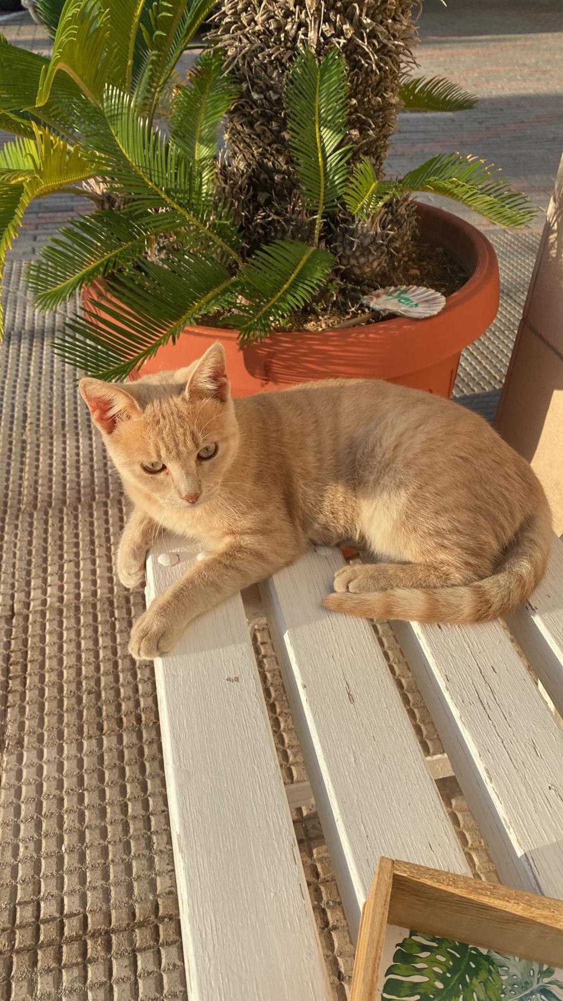 B&B Il Giardino Stellato Vieste Kültér fotó